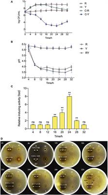 Bacteriocin production enhancing mechanism of Lactiplantibacillus paraplantarum RX-8 response to Wickerhamomyces anomalus Y-5 by transcriptomic and proteomic analyses